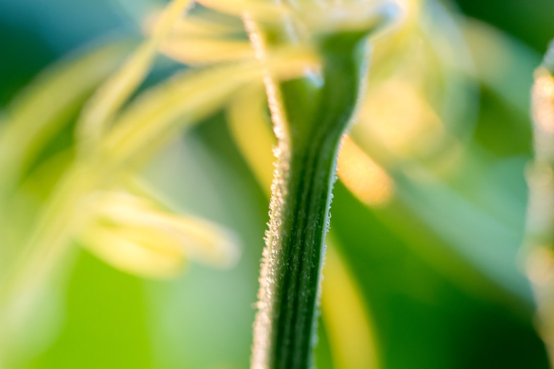 closeup photo of flower stem