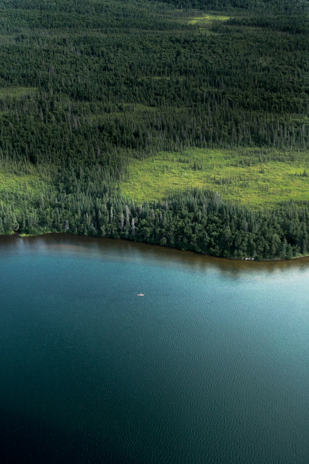 trees near body of water