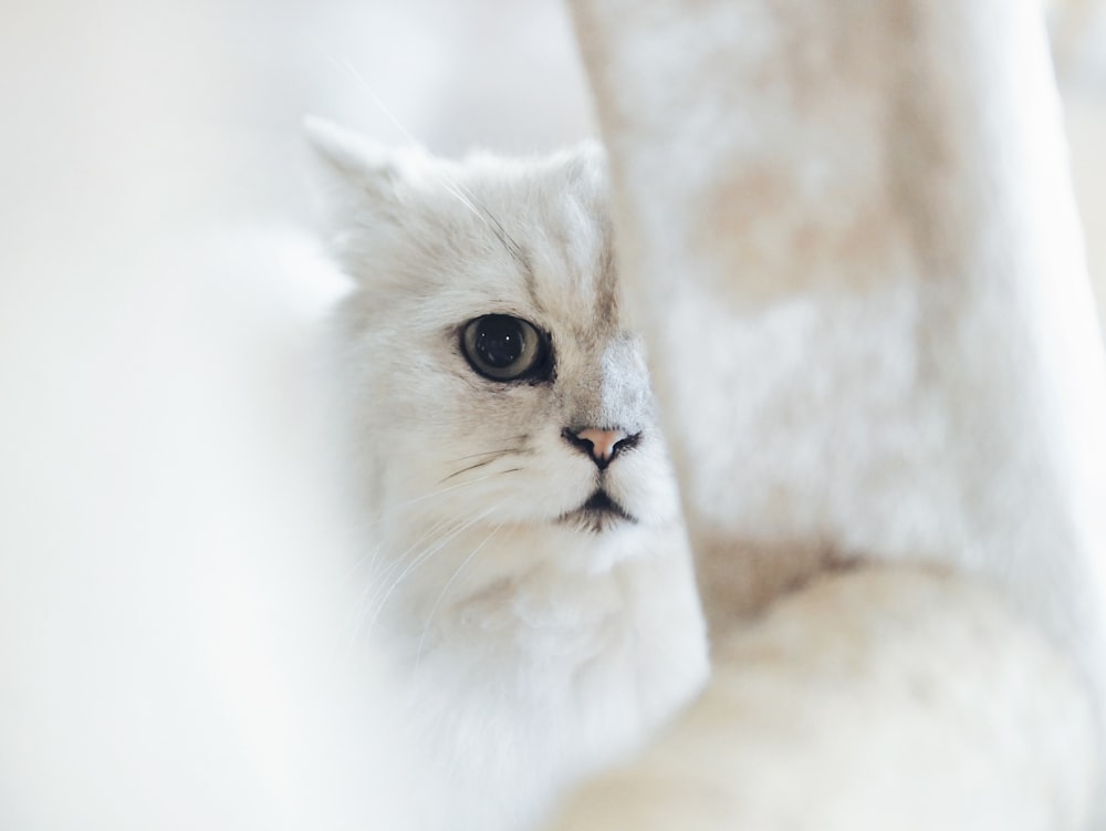 Vista del gato blanco