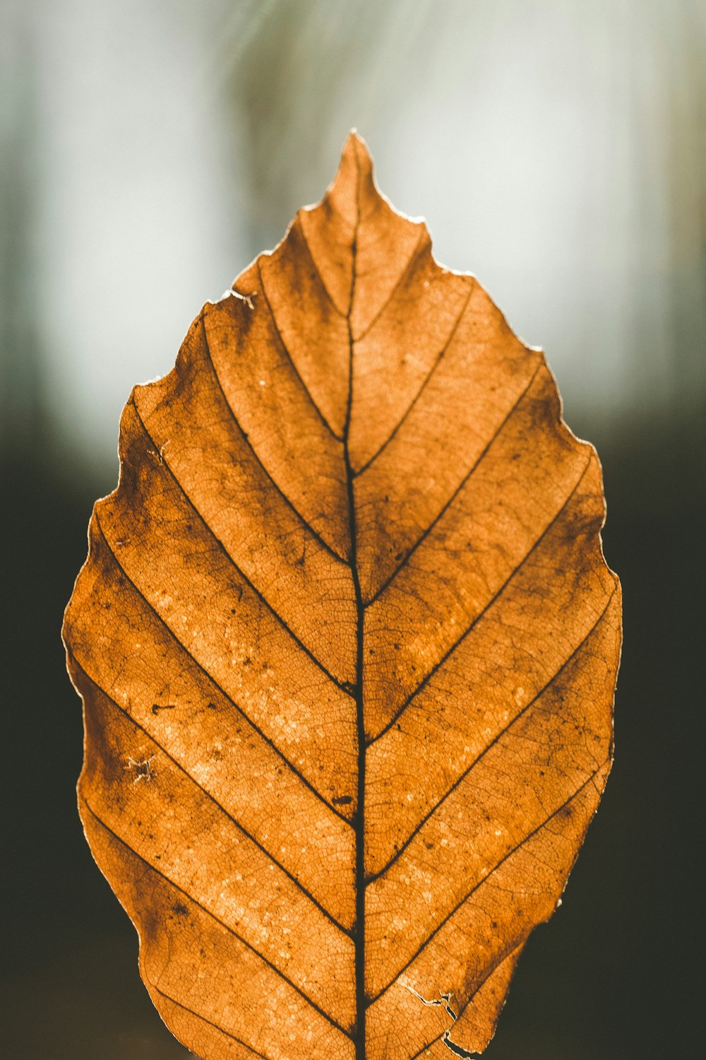 closeup photo of brown leaf