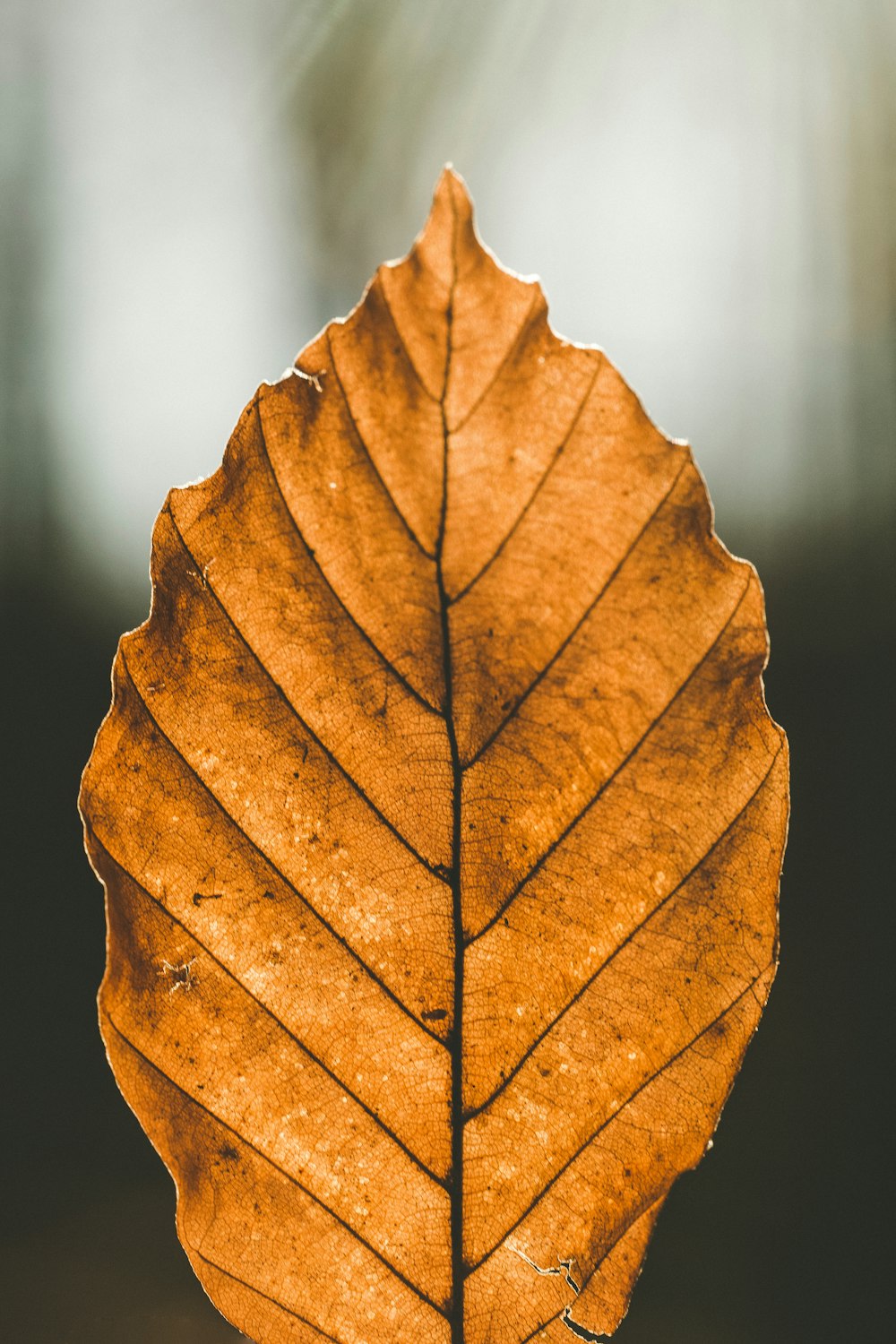 갈색 잎의 근접 촬영 사진