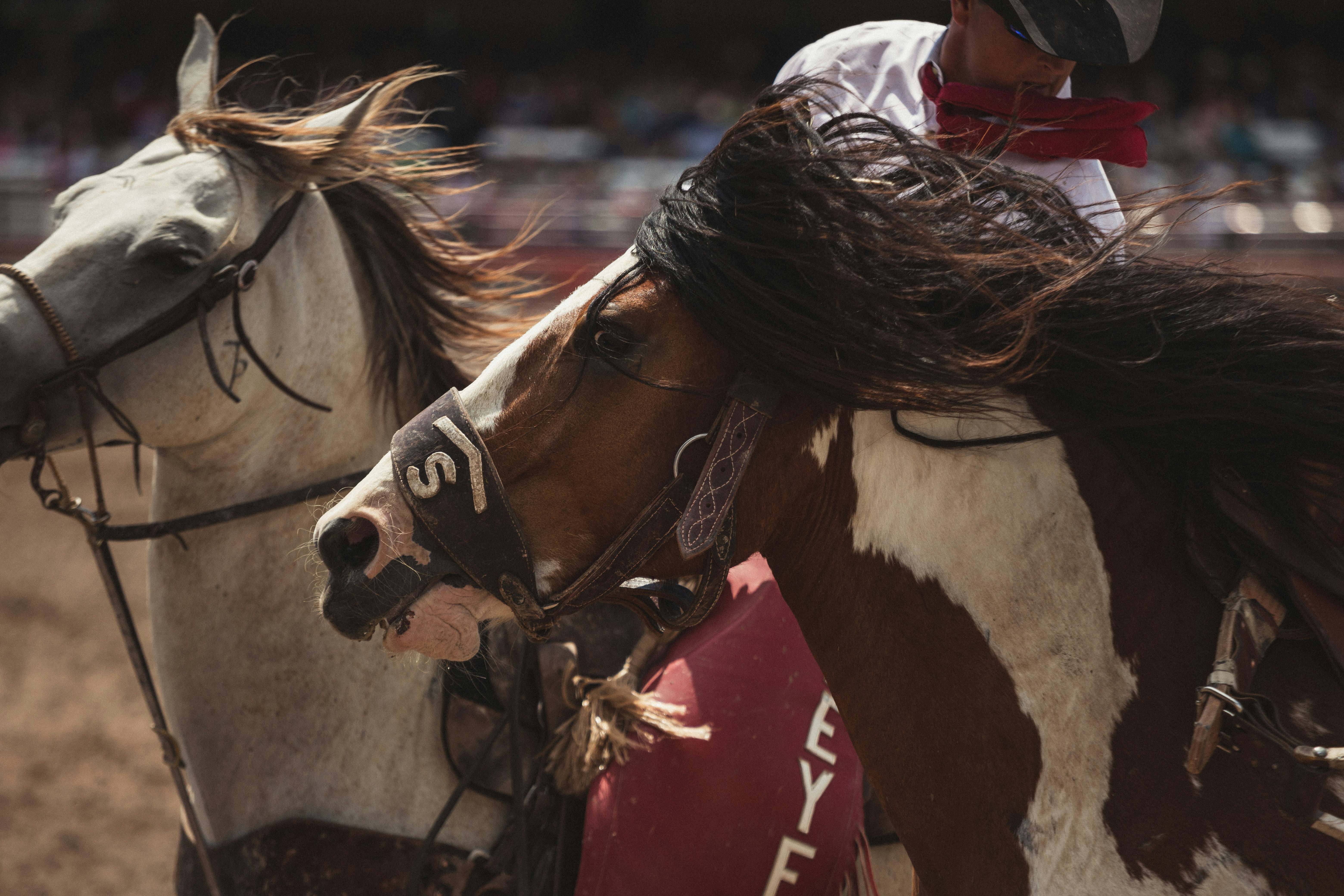 two brown and white horse running on field cowboys teams background