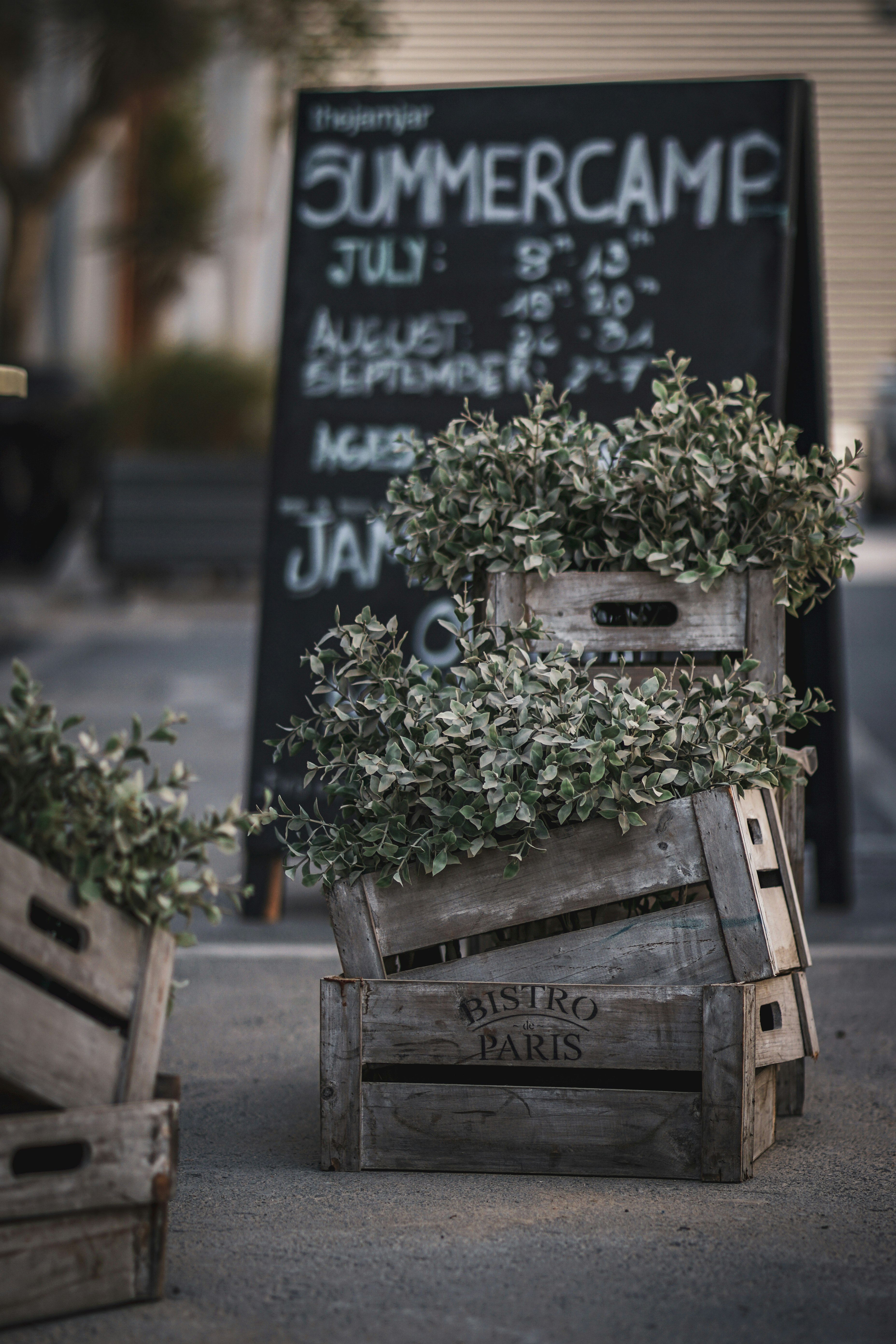 shallow focus photography of green leafed plants in brown boxes