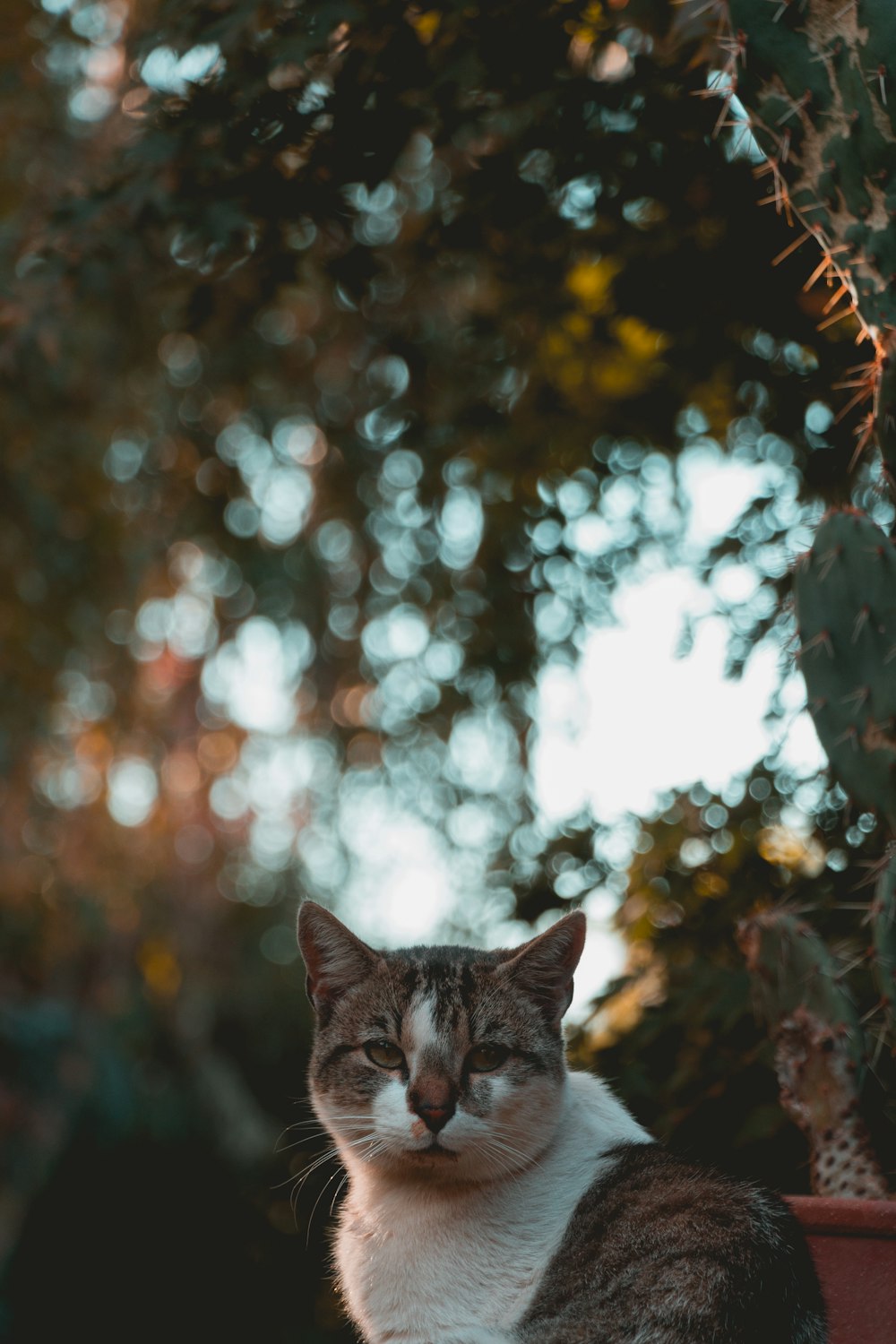 灰色のぶち猫のセレクティブフォーカス写真