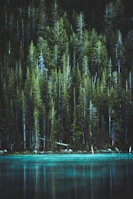 pine trees and blue lake