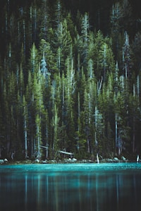 pine trees and blue lake
