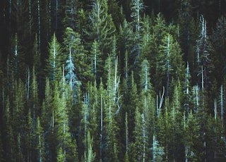 pine trees and blue lake