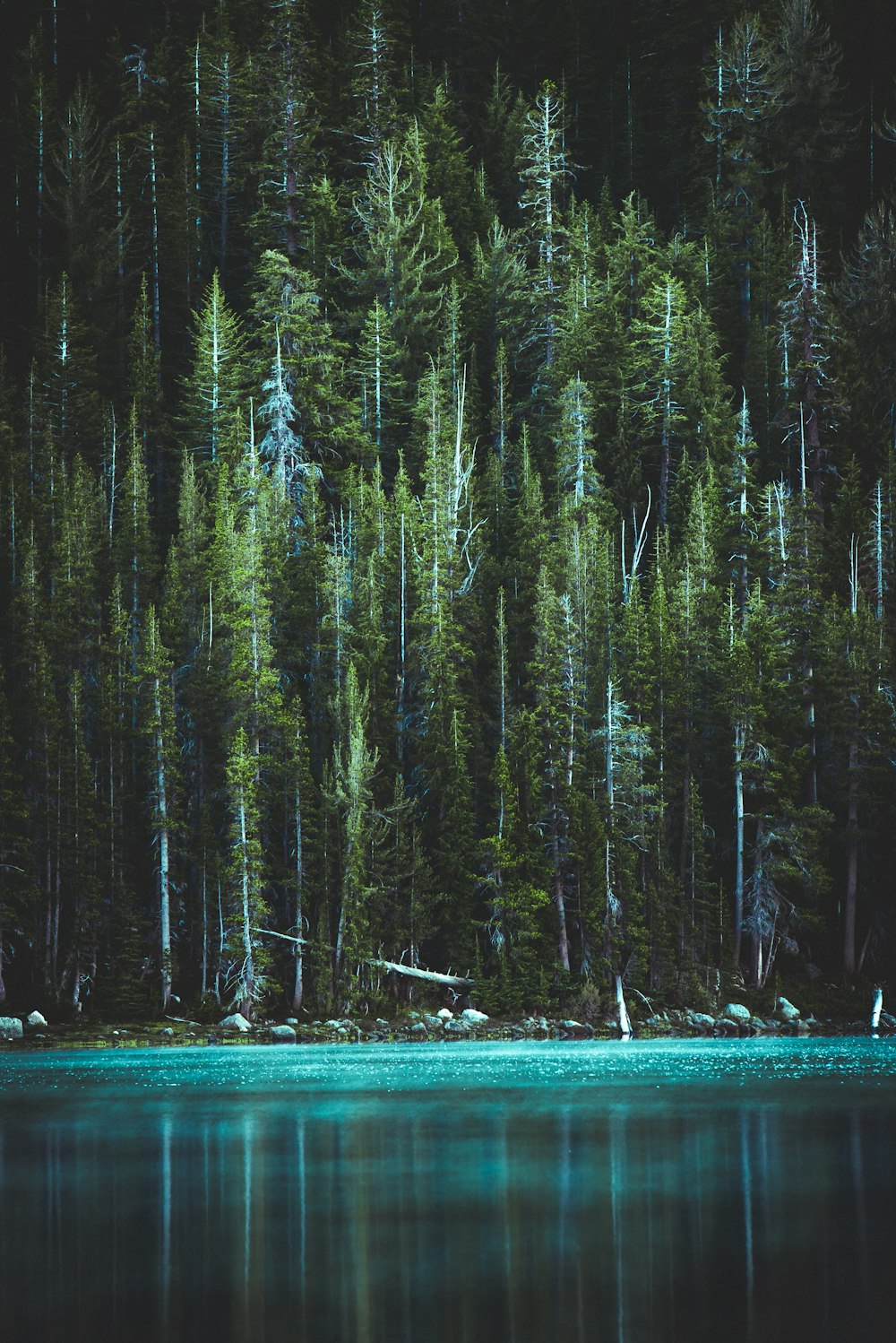 pine trees and blue lake