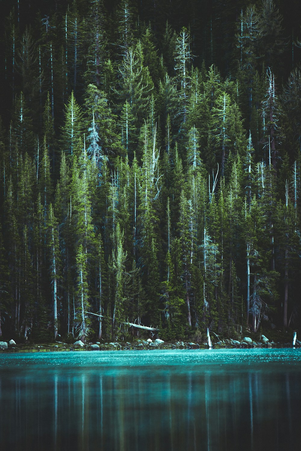 Pinos y Lago Azul