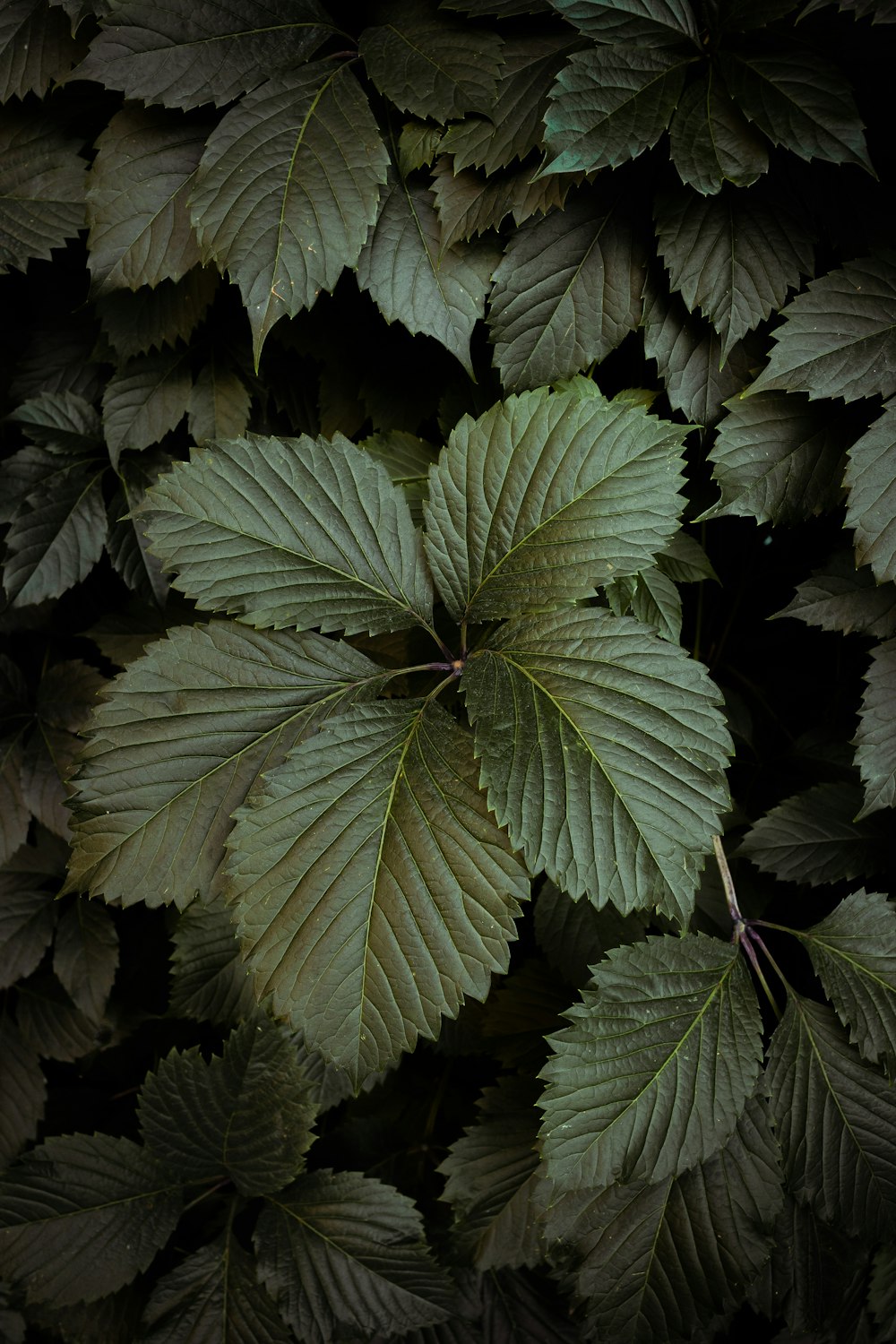 fotografia de foco seletivo de planta de folhas verdes