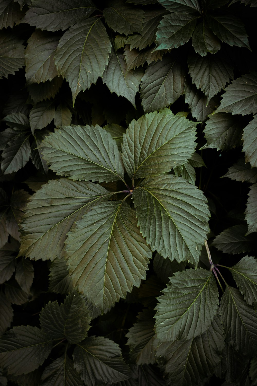 selective focus photography of green leafed plant