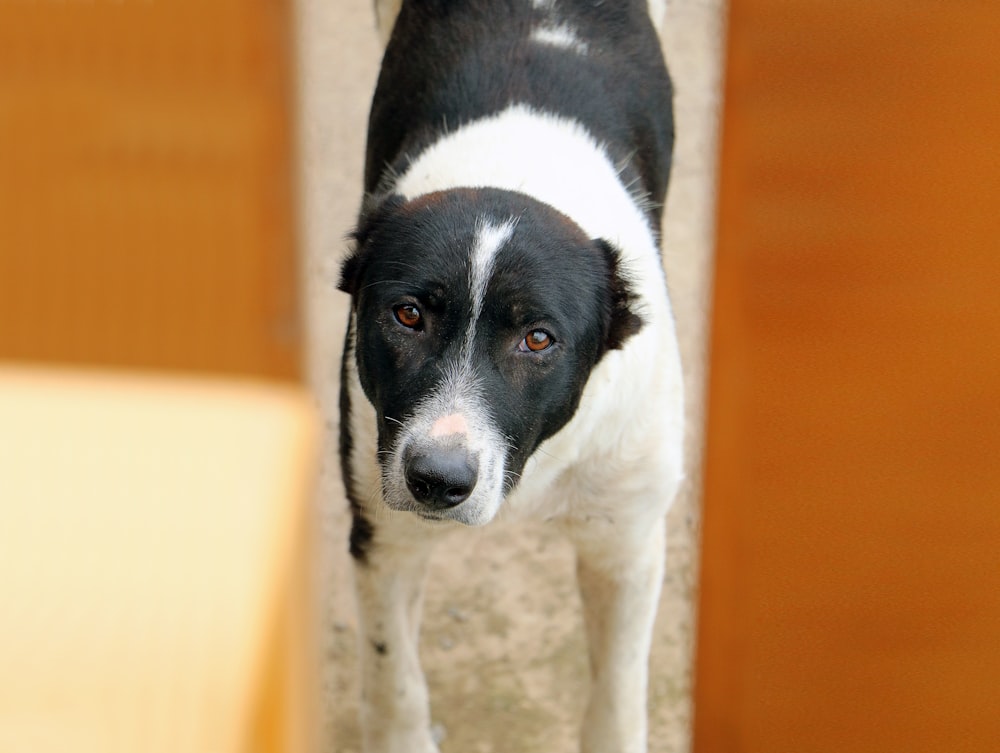 short-coated white and black dog