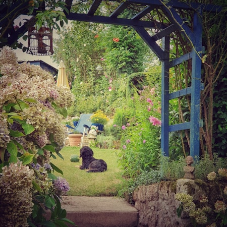 A lush garden scene featuring a variety of colorful flowers and greenery, with a pergola overhead. A small black dog lies on the lawn, gazing into the distance. In the background, there is a deck chair, a garden cart, and an umbrella surrounded by vibrant plants.