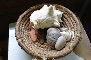 Close-up of a woven basket filled with seashells and driftwood on a whitewashed floor.