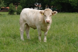 A light-colored cow stands in a grassy field, with trees and a building visible in the background. The field is lush and green, suggesting a rural, pastoral setting.