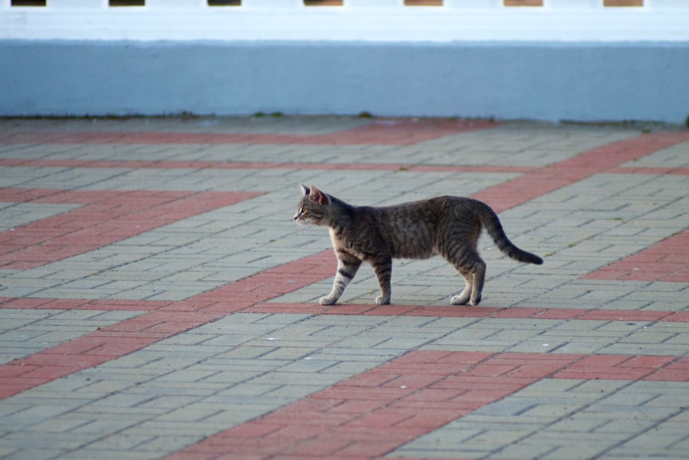 gray tabby cat walking on pavement at daytime