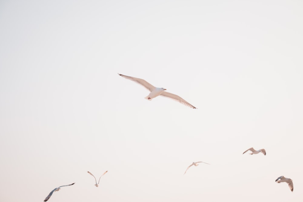 날아다니는 새의 로우 앵글 사진