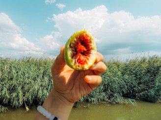 A hand is holding a ripe fig cut open, revealing its red interior. The background features lush green reeds and a partly cloudy blue sky, suggesting a natural outdoor setting.