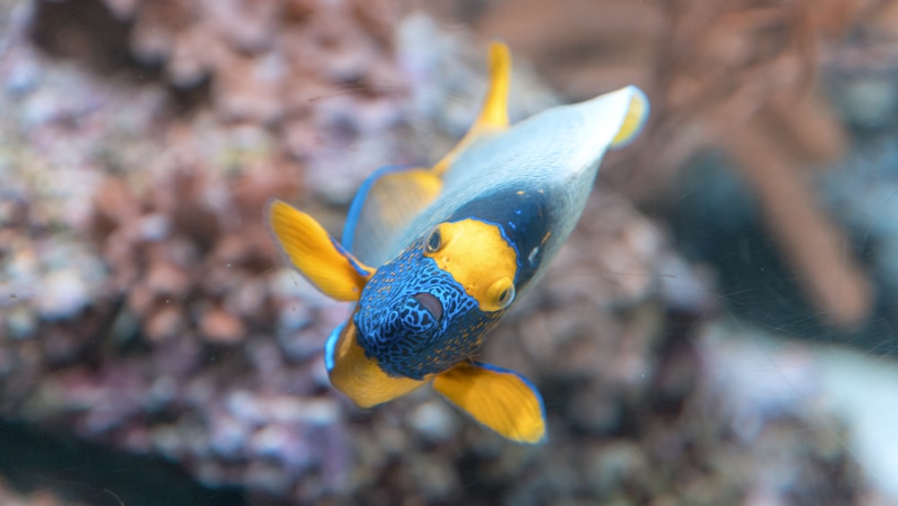 Fotografía de enfoque selectivo de peces