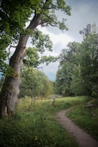 A calming nature scene representing connection and communication.
