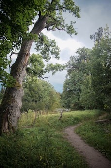 A lush forest setting with tall, dense trees and a narrow dirt path winding through green grass. The scene conveys a sense of tranquility and connection to nature.