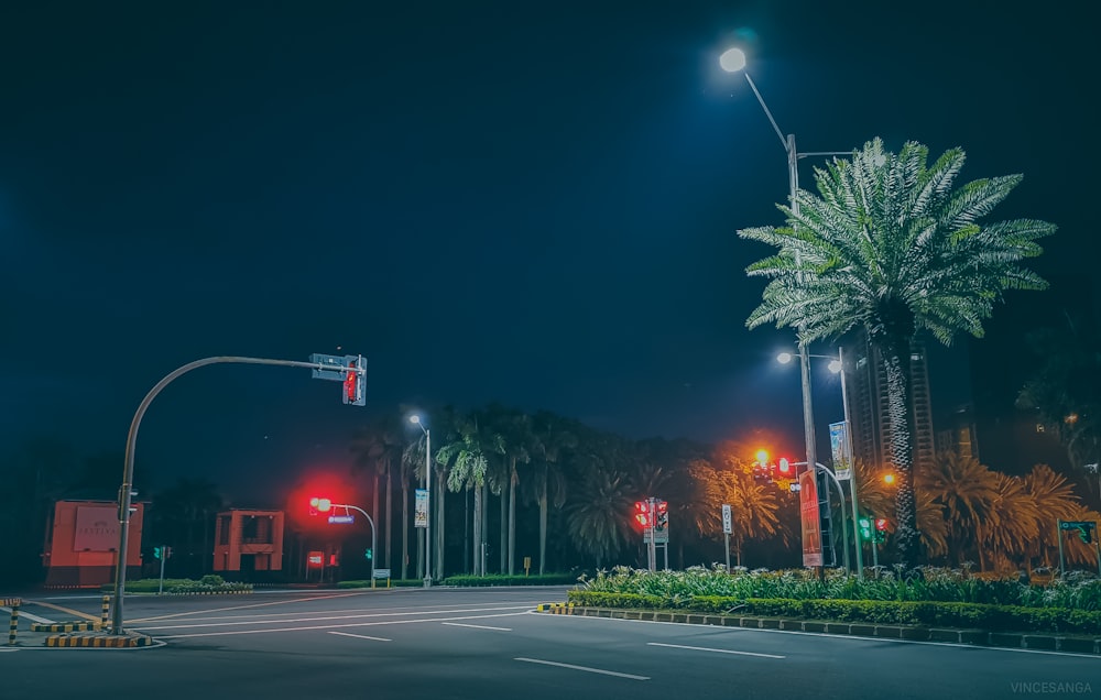 palm tree near road and traffic light