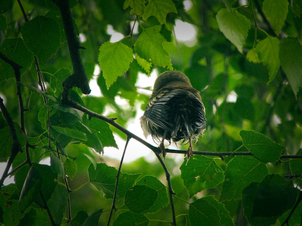 bird perched on branch