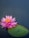 pink lotus flower on body of water