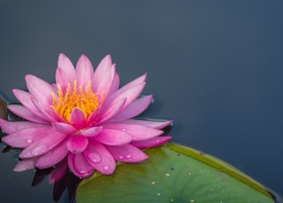 pink lotus flower on body of water