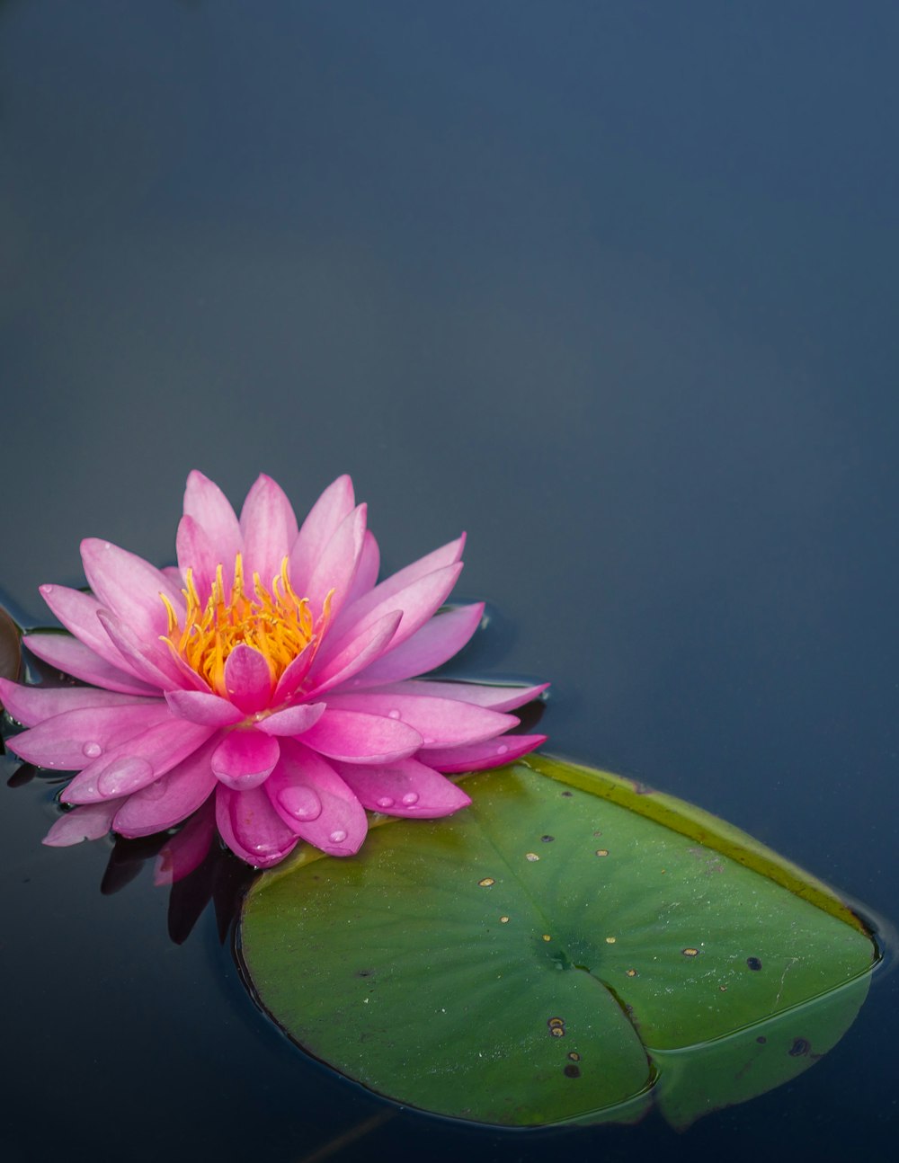 Flor de loto rosa en el cuerpo de agua