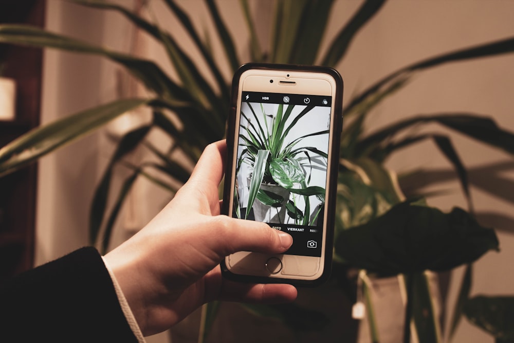 person holding silver iPhone 6