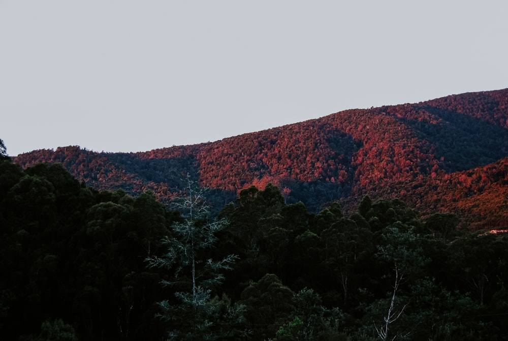 mountain surrounded with green trees