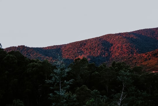 mountain surrounded with green trees in Tasmania Australia