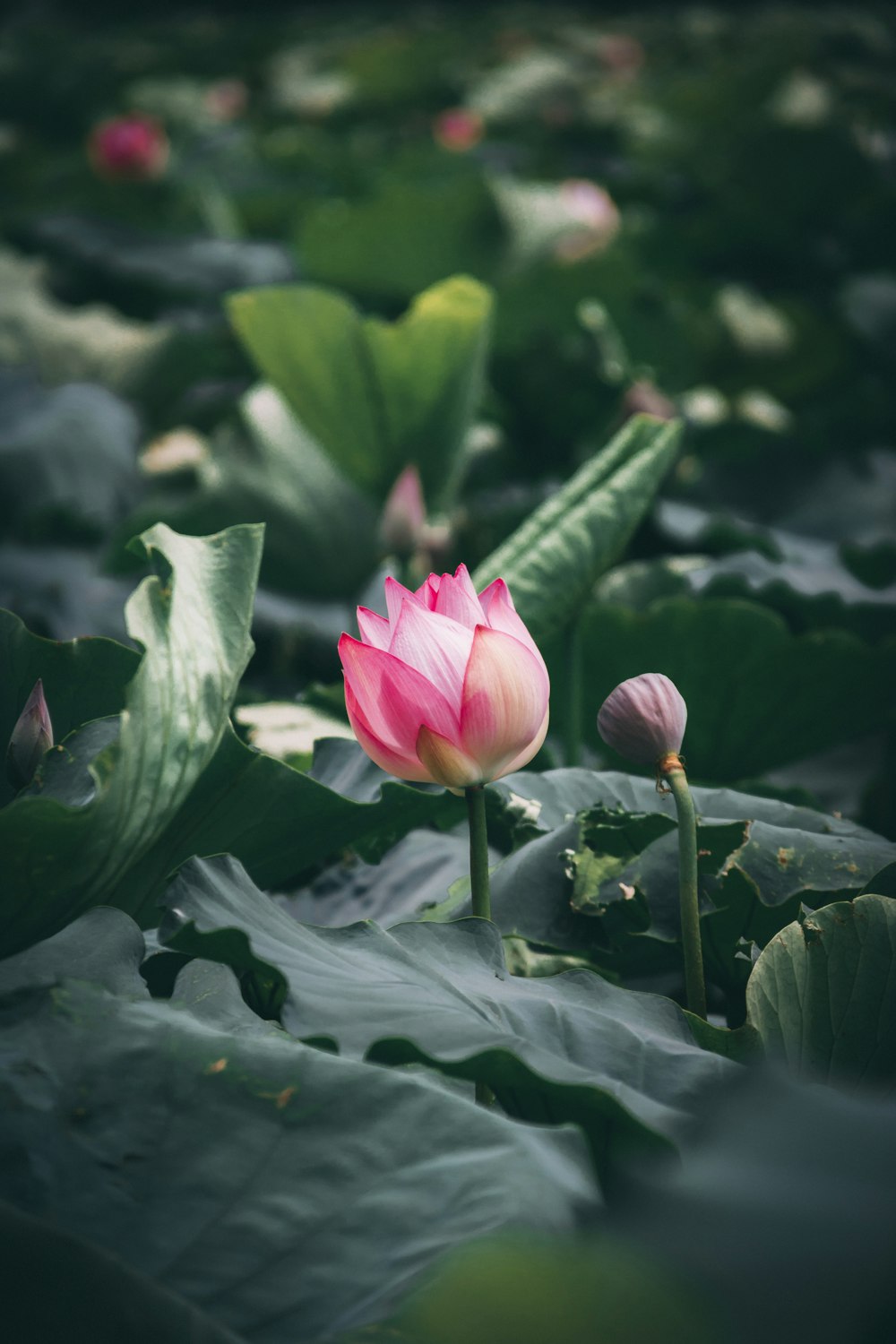 pink petaled flower