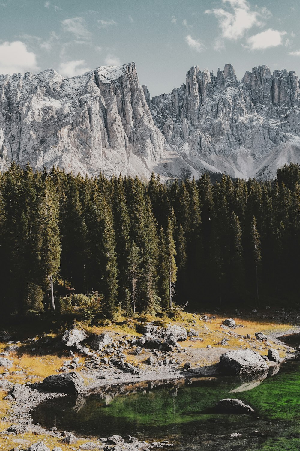 Grünblättriger Wald in der Nähe eines Gewässers