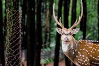 A spotted deer with large antlers stands facing forward in a forest, with a mesh fence partially visible to the left. The background is filled with tall trees and lush greenery, creating a serene natural setting.