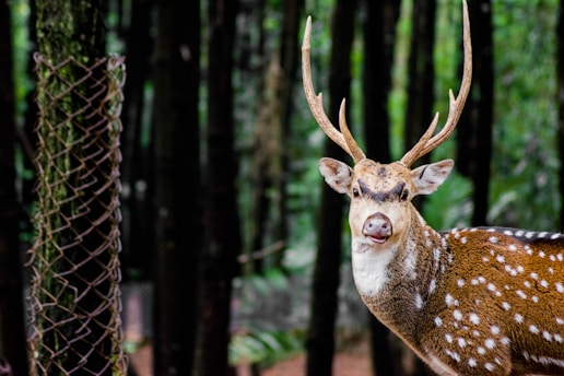 A spotted deer with large antlers stands facing forward in a forest, with a mesh fence partially visible to the left. The background is filled with tall trees and lush greenery, creating a serene natural setting.