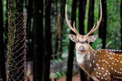 A spotted deer with large antlers stands facing forward in a forest, with a mesh fence partially visible to the left. The background is filled with tall trees and lush greenery, creating a serene natural setting.