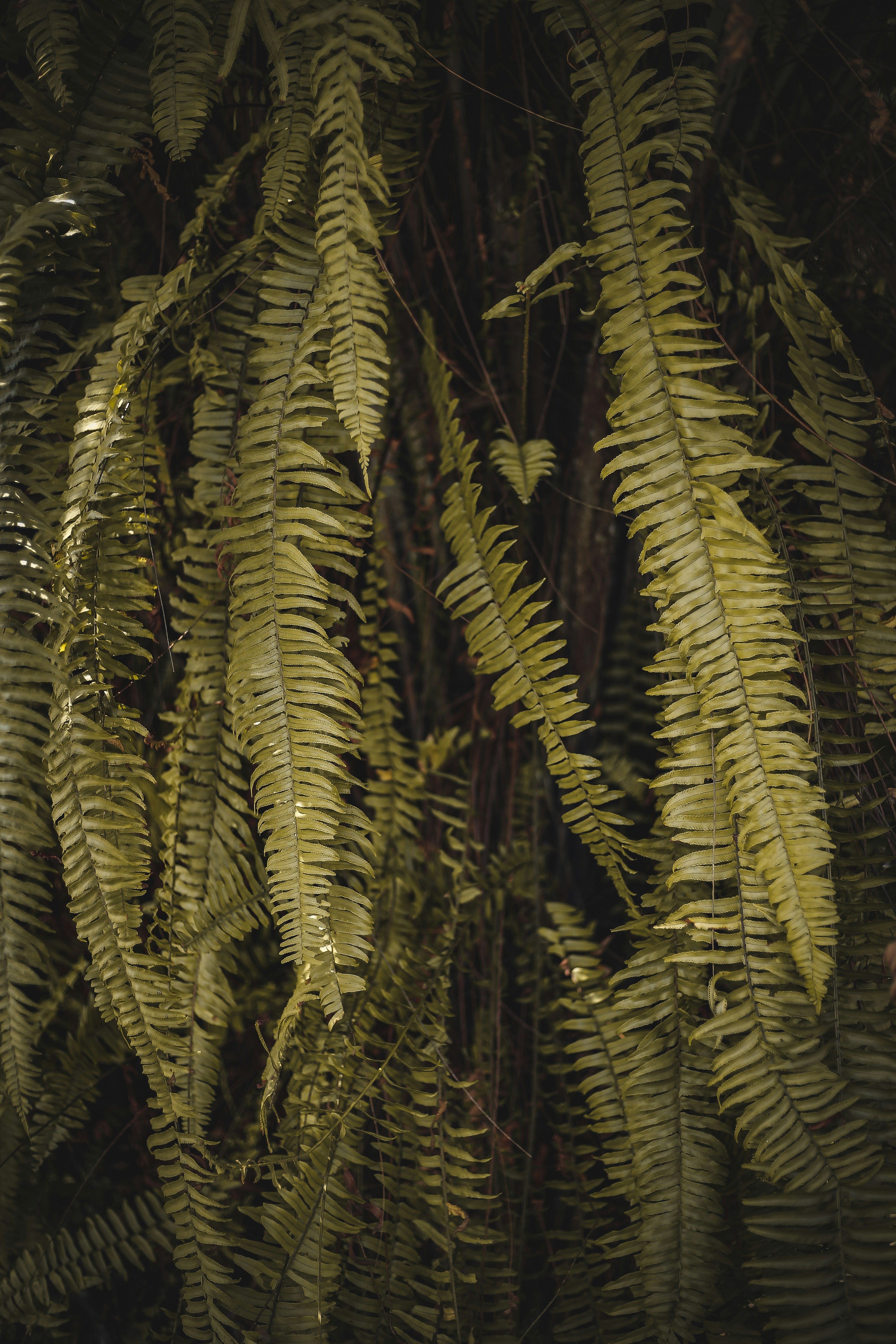 Manaus – Neighborhoods & Urban Structure