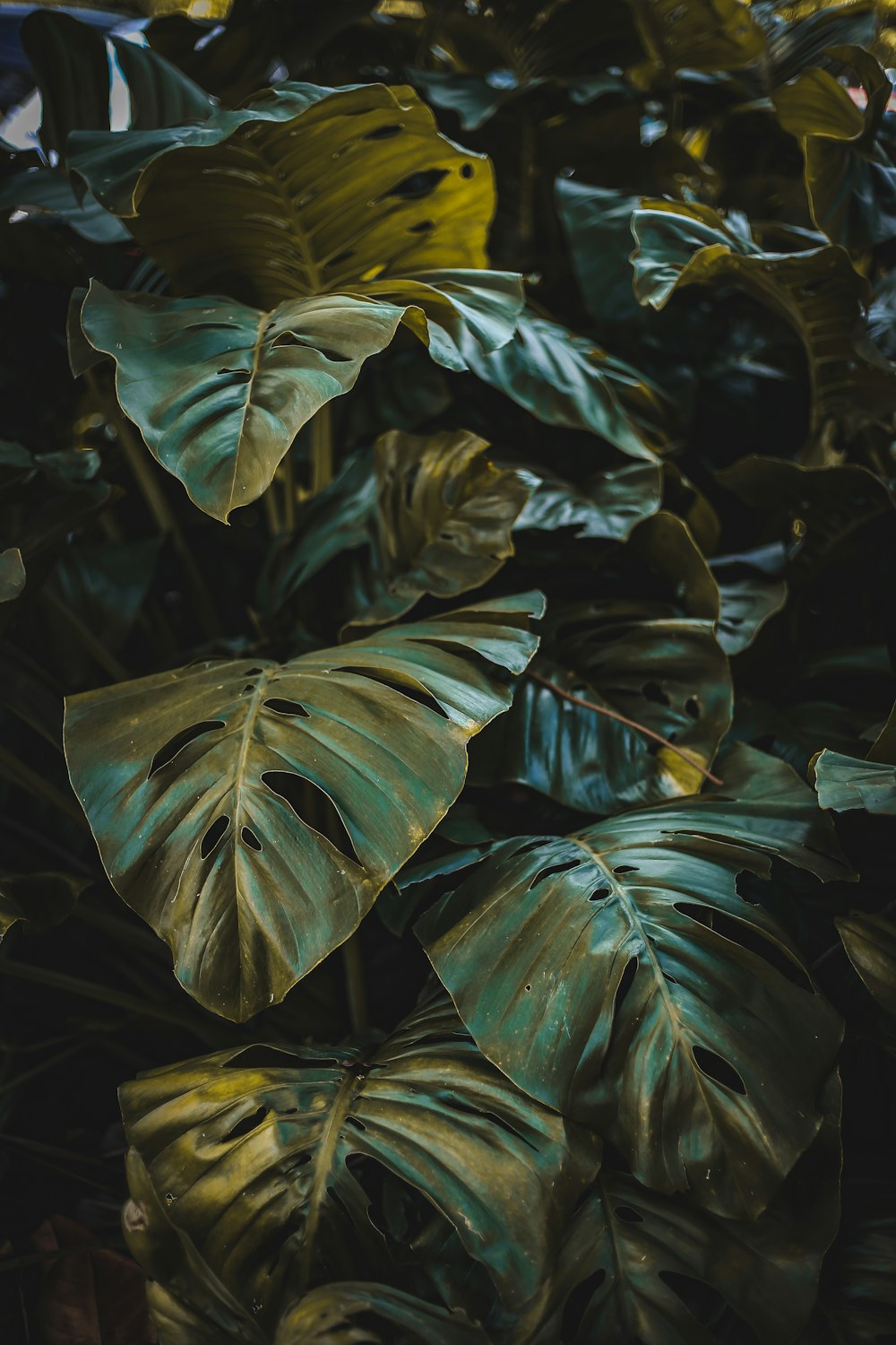 foto de closeup de planta de folhas verdes