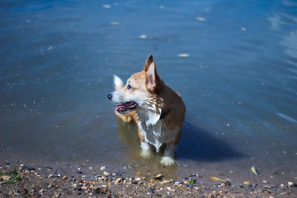 short-coated brown dog on shore