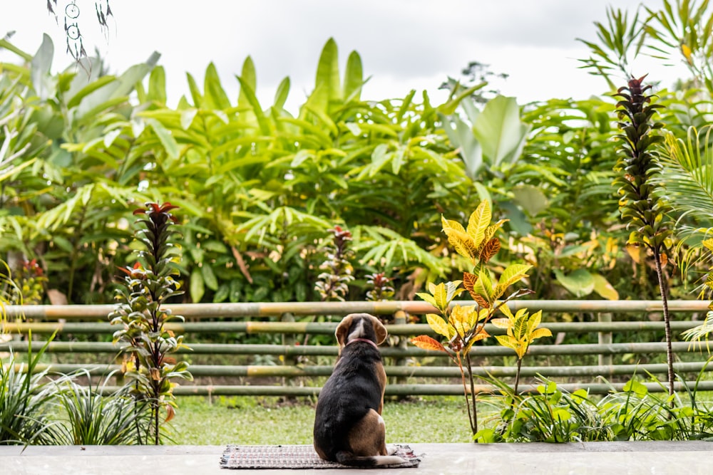 adult tricolor beagle sitting on area rug outdoor near plants during day