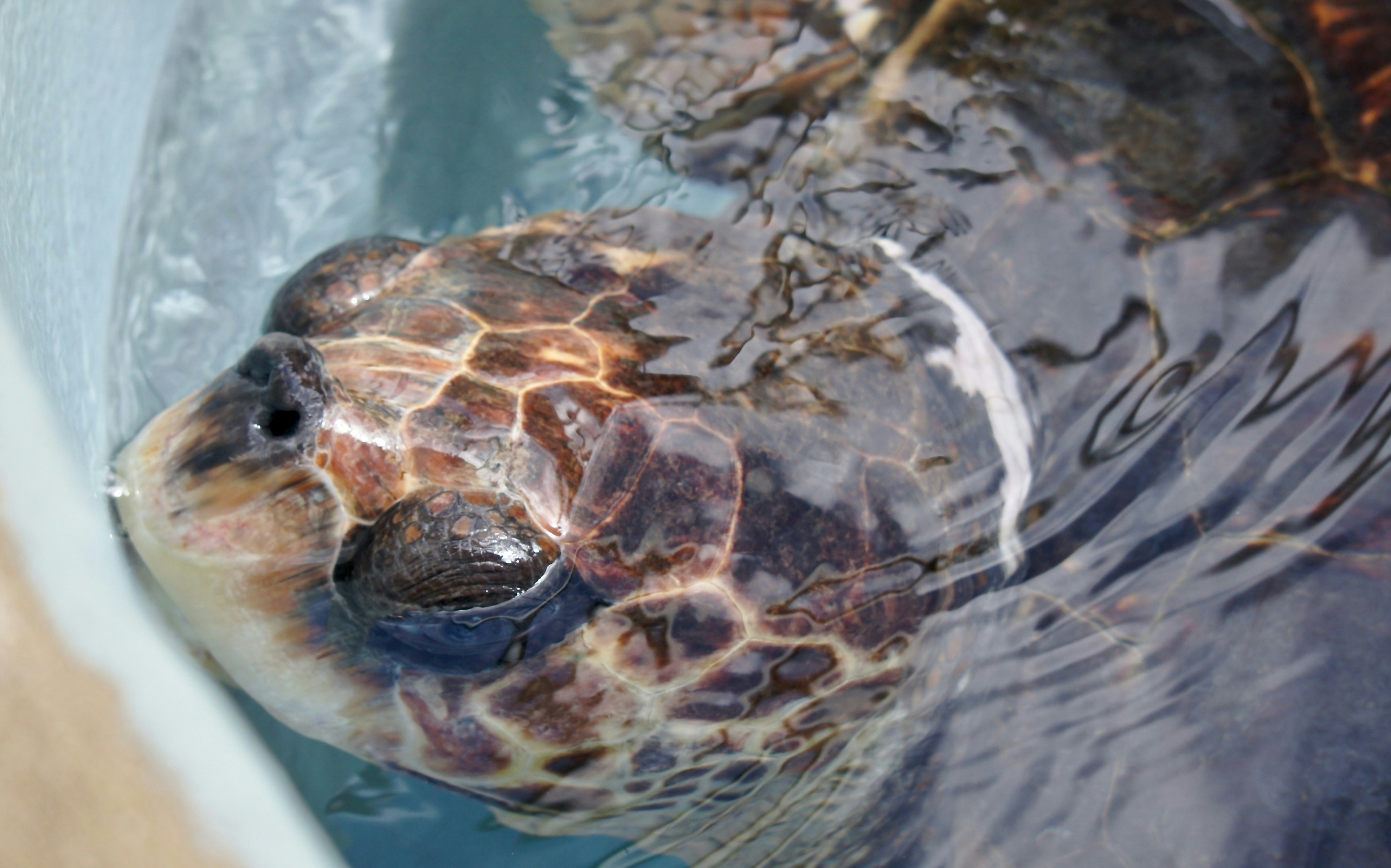 Green sea turtle close-up, vibrant underwater colors, detailed shell texture, turquoise ocean background