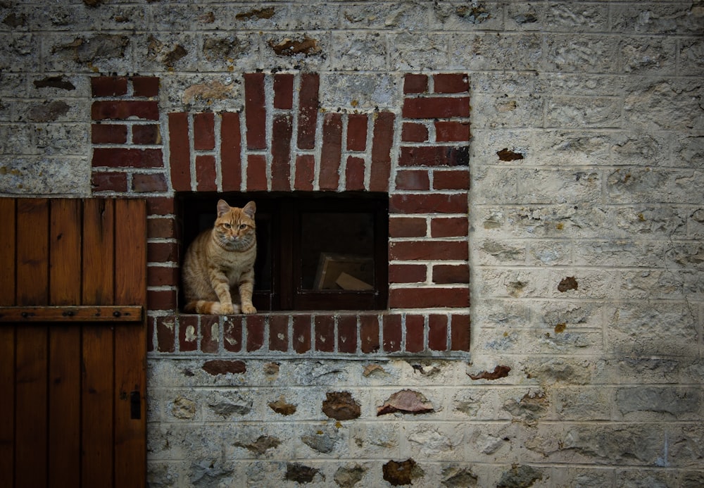 orange tabby cat standing on window