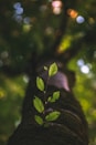 selective focus photography of green leafed plant