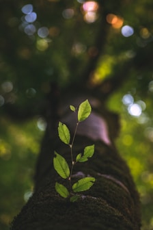 selective focus photography of green leafed plant