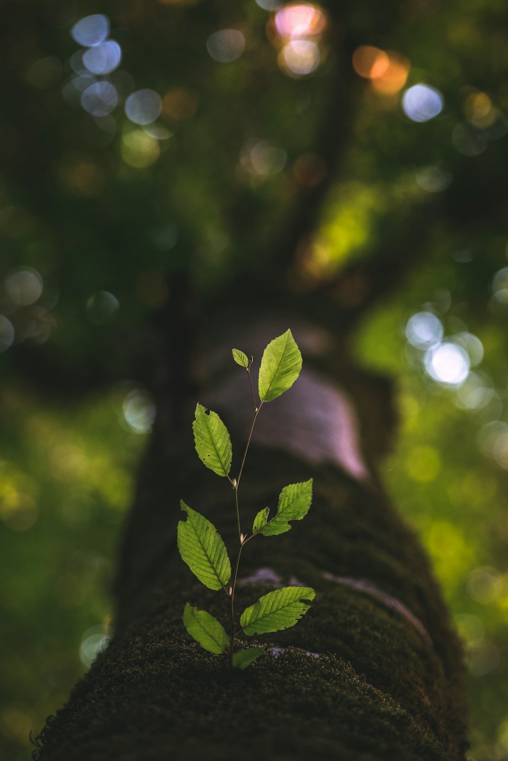 selective focus photography of green leafed plant