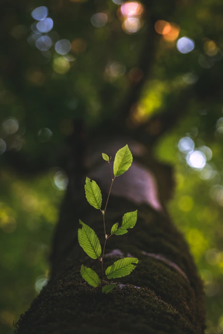 selective focus photography of green leafed plant