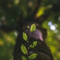 selective focus photography of green leafed plant