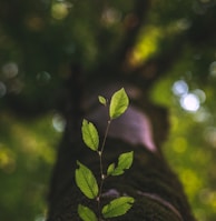 selective focus photography of green leafed plant